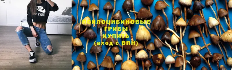 Псилоцибиновые грибы Psilocybine cubensis  Закаменск 